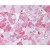 Immunohistochemistry-Paraffin: Caspase 4 Antibody [NBP1-40320] - Human Liver (formalin-fixed, paraffin-embedded) stained with CASP4 antibody at 10 ug/ml followed by biotinylated secondary antibody, alkaline phosphatase-streptavidin and chromogen.